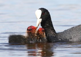 Lyska černá (Fulica atra), samice krmící mláďata – Ger Bosma Photos / Shutterstock