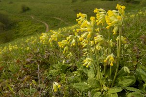 Prvosenka jarní (Primula veris) – Martin Fowler / Shutterstock