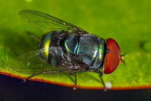 Bzučivka (Chrysomya megacephala) – kajornyot wildlife photography / Shutterstock