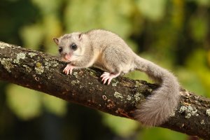 Plch velký (Glis glis) – Geza Farkas / Shutterstock