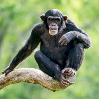 Šimpanz učenlivý (Pan troglodytes) – Abeselom Zerit / Shutterstock