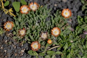 Kosmatec (Mesembryanthemum/Delosperma) – JIANG TIANMU / Shutterstock