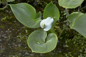 Ďáblík bahenní (Calla palustris) – Chelnokov Vladimir / Shutterstock