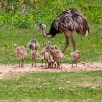 Nandu pampový (Rhea americana) – Uwe Bergwitz / Shutterstock