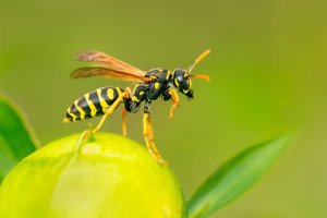 Vosík francouzský (Polistes dominula) z podřádu štíhlopasí – Luc Pouliot / Shutterstock