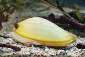 Velevrub malířský (Unio pictorum) – Aleron Val / Shutterstock