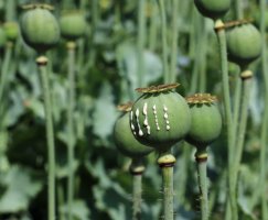 Nezralé makovice máku setého (Papaver somniferum) produkují latex s obsahem opiových alkaloidů – George Chernilevsky / Shutterstock