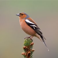 Pěnkava obecná (Fringilla coelebs) – Debra O'Connor / Shutterstock