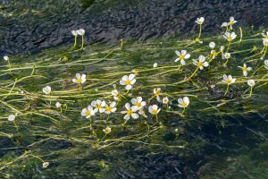 Příklad rheofytní rostliny: lakušník vzplývavý (Ranunculus fluitans; syn. Batrachium fluitans) – Vladimir Prokop / Shutterstock