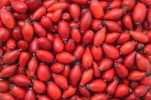 Plody růže šípkové (Rosa canina), šípky – cristi180884 / Shutterstock