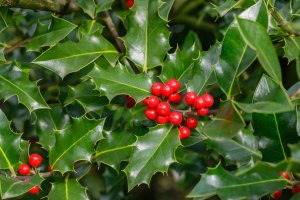 Cesmína ostrolistá (Ilex aquifolium), detail větvičky s listy a plody – nnattalli / Shutterstock
