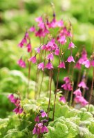 Kruhatka Matthioliho (Cortusa matthiolii) – Jelena Safronova / Shutterstock