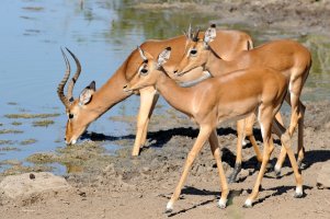 Impala (Aepyceros melampus) – Catchlight Lens / Shutterstock