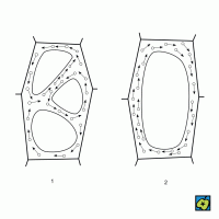 Pohyb protoplazmy: (1) cirkulační pohyb, (2) pohyb rotační – CoJeCo.cz (CC BY-SA 4.0)