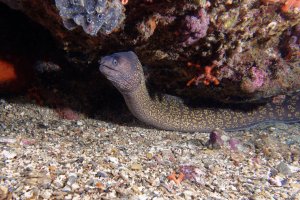 Muréna obecná (Muraena helena) – LABETAA Andre / Shutterstock