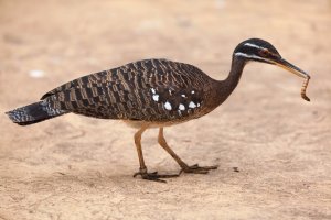 Slunatec nádherný (Eurypyga helias) – Vladimir Wrangel / Shutterstock