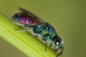 Zlatěnka vínová (Hedychrum rutilans) – Andre Goncalves / Shutterstock