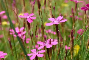 Kvetoucí hvozdík kropenatý (Dianthus deltoides), neboli slzičky – Jonas Vegele / Shutterstock