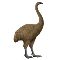 Moa obrovský (Dinornis maximus) – Naoki Nishio / Shutterstock