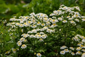 Kopretina řimbaba (Tanacetum parthenium) – Flower_Garden / Shutterstock