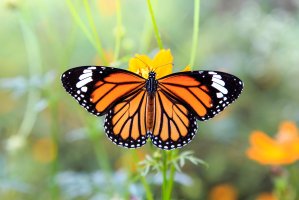 Motýl monarcha stěhovavý (Danaus plexippus) – CHAINFOTO24 / Shutterstock