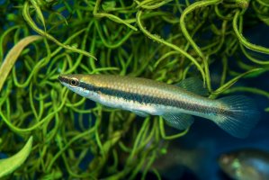 Fundul černopásý (Fundulus notatus) – Clint H / Shutterstock