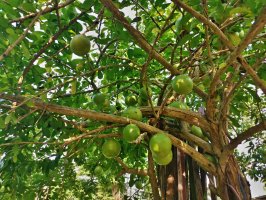 Maraka chrastivá (Crescentia cujete) – Young Swee Ming / Shutterstock