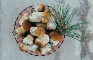 Hřibovité (Boletaceae), hřib smrkový –  miss lemon / Shutterstock