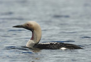 Potáplice severní (Gavia arctica) – Hugh Lansdown / Shutterstock
