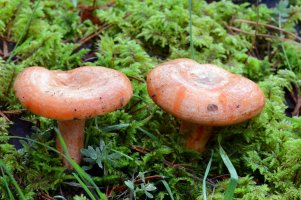 Ryzec pravý (Lactarius deliciosus) – Jon Benedictus / Shutterstock