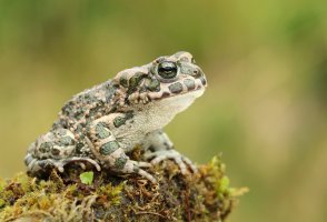 Ropucha zelená (Bufo viridis) – Miroslav Hlavko / Shutterstock