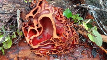 Řez mravenci zabydleným, hlízovitě ztlustlým podděložním článkem rostliny Myrmecodia pendans, Indonésie – Nanang Sugi / Shutterstock