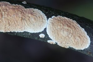 Houba kornatec rozvitý (Corticium laeve) – Henri Koskinen / Shutterstock