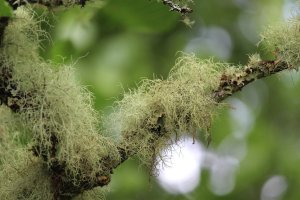 Lišejník provazovka obecná (Usnea filipendula) – Imladris / Shutterstock