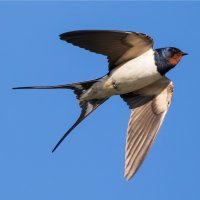 Vlaštovka obecná (Hirundo rustica) – Werner Baumgarten / Shutterstock