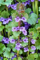 Popenec břečťanolistý (Glechoma hederacea) – Miroslav Hlavko / Shutterstock