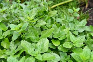 Meduňka lékařská (Melissa officinalis) – Aggata / Shutterstock
