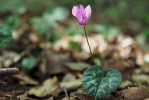 Brambořík nachový (Cyclamen purpurascens) – Robert Mertl / Shutterstock