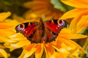 Babočka paví oko – Zdeněk Macháček / Unsplash