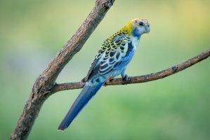 Rosela žlutohlavá (Platycercus adscitus) – SherSS / Shutterstock