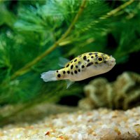 Čtverzubec tygrovaný (Tetraodon fluviatilis) – slowmotiongli / Shutterstock