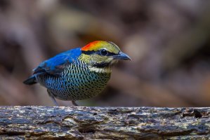 Pita azurová (Hydrornis cyaneus), Národní park Kaeng Krachan, Thajsko – kajornyot wildlife photography / Shutterstock