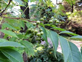 Korkovník amurský (Phellodendron amurense) – ZanozaRu / Shutterstock