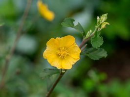 Vlákeň tabáková (Sida acuta), detail kvetoucí větvičky – SKY Stock / Shutterstock
