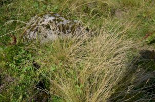 Smilka tuhá (Nardus stricta) – Dajra / Shutterstock