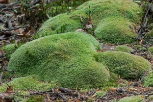 Bělomech sivý (Leucobryum glaucum) – Ihor Hvozdetskyi / Shutterstock