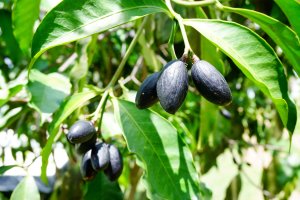 Canarium pimela, přezdívaný „čínská černá oliva“ – Suratwadee Rattanajarupak / Shutterstock