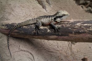 Haterie novozélandská (Sphenodon punctatus) – lensmen / Shutterstock