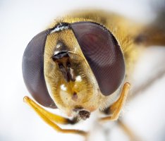 Včela medonosná (Apis mellifera), detail očí včely – Kozak / Shutterstock