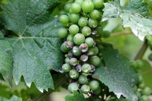 Plíseň révová (Plasmopara viticola) – Somogyi Laszlo / Shutterstock